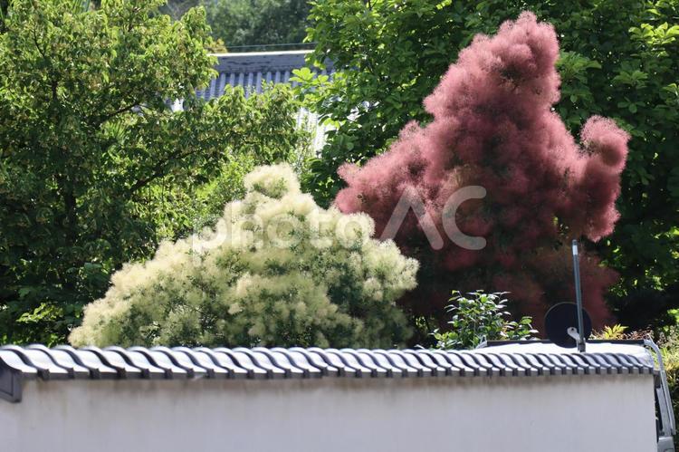 白と赤のスモークツリーの花の咲く木の風景 白,赤,スモークツリーの写真素材