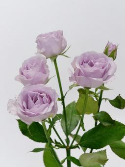 淡い紫色のバラの花 花,バラ,植物の写真素材