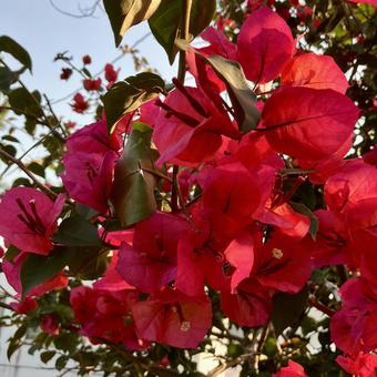 Photo, কাগজফুলের গাছ, লাল, ফুল, 
