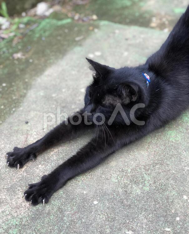 のびのび黒猫 猫,黒猫,ペットの写真素材