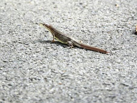 小径を這うトカゲの写真