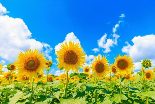 青空とひまわり畑 ひまわり,ヒマワリ,向日葵の写真素材