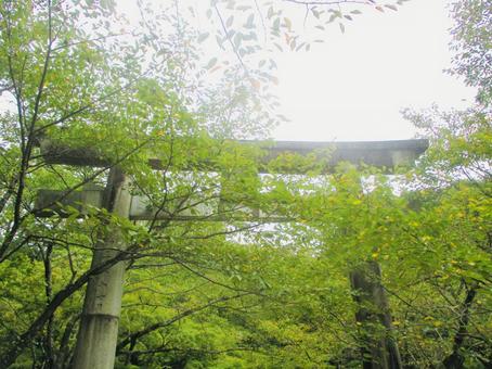 鳥居 鳥居 山,木々,自然の写真素材