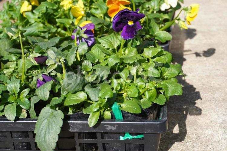 パンジーの苗のまとめ買い03 パンジー,花,苗の写真素材