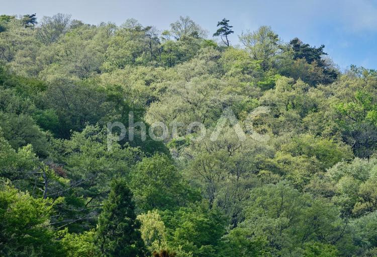 初夏の陽射しを浴びた鮮やかな新緑と青空 風景,新緑,若葉の写真素材