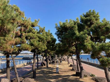 江ノ島ヨットハーバーの緑と青い空 神奈川県,藤沢市,湘南の写真素材