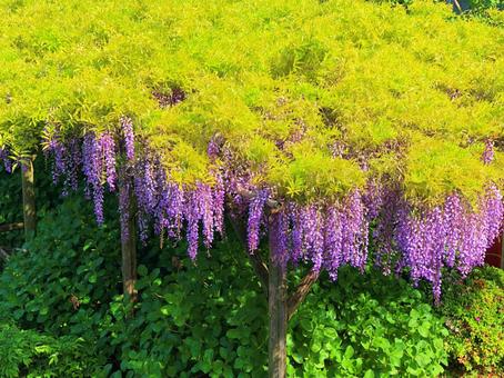 藤の花 藤の花の写真