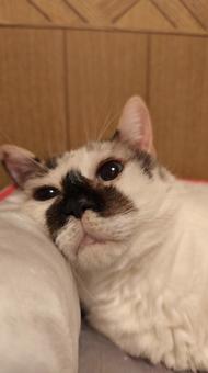 枕でくつろぐ ねこ,ペット,ネコの写真素材