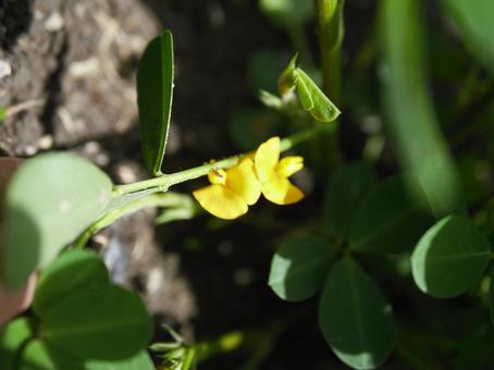 落花生の花⓵ 落花生の花⓵の写真