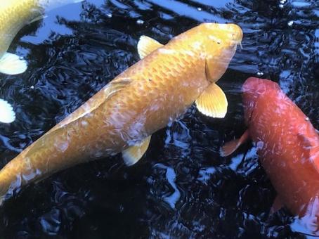 錦鯉 錦鯉の写真