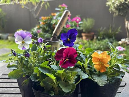 春が楽しみなビオラの花苗/横 ビオラ,花苗,ガーデニングの写真素材