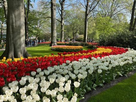 キューケンホフ公園 キューケンホフ,チューリップ,アムステルダムの写真素材