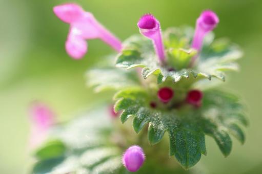 Hình ảnh, henbit, phong cảnh, tòa án, 