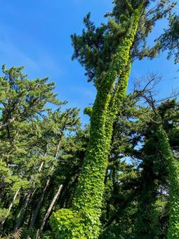 蔦が絡まる木 蔦が絡まる木 自然,木々,蔦の写真素材