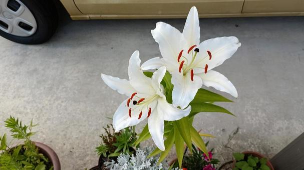 It was in bud in the morning but bloomed by the evening., yuri, casablanca, flower, JPG
