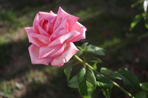 バラ園に咲くピンクの薔薇を撮りました 花,薔薇,自然の写真素材