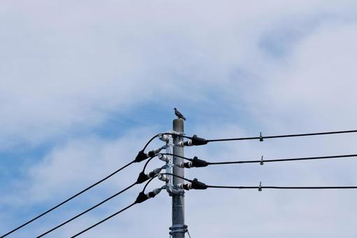 電柱に鳩 電柱に鳩の写真