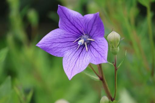 桔梗の紫色の花びらの花のアップ 桔梗の紫色の花びらの花のアップ 桔梗,紫色,花びらの写真素材