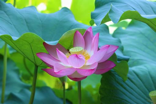 不忍池の蓮の花 2 不忍池の蓮の花 2 蓮,夏,ハスの写真素材