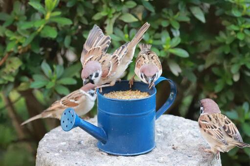 すずめ給餌 野鳥,ことり,スズメの写真素材