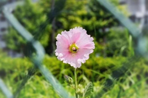 タチアオイ タチアオイ タチアオイ,立葵,ハチの写真素材