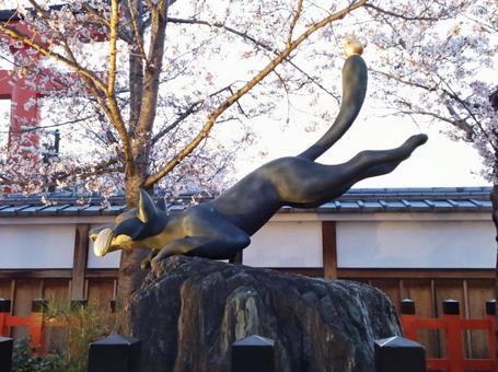 狐様 狐,きつね,キツネの写真素材