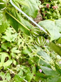 オキナワスズメウリのかわいい実 オキナワスズメウリ,植物,自然の写真素材