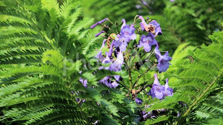 今年2度目の開花　8月のジャカランダの花 ジャカランダ,花,開花の写真素材