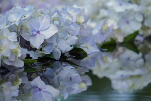 紫陽花 紫陽花の写真