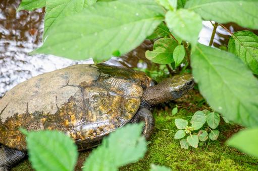 Kame Inokashira Zoo, JPG Kame Inokashira Zoo, JPG