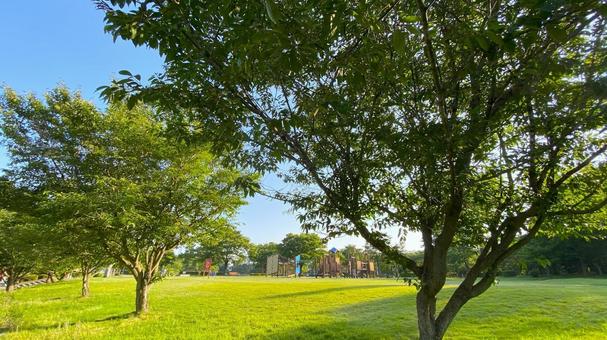 朝の北部公園(金沢市):3 朝の北部公園(金沢市):3の写真