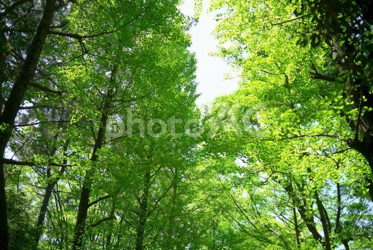 新緑の木々と木漏れ日 新緑,空,木漏れ日の写真素材