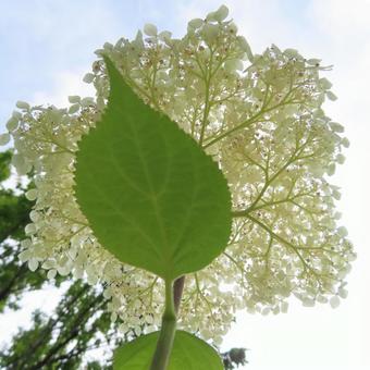 Hydrangea, JPG