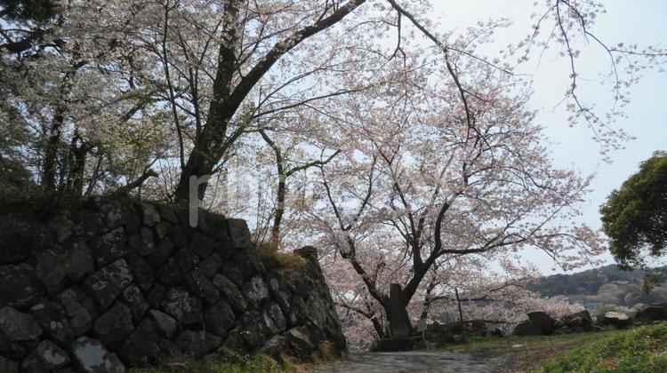 鳥羽城　城山公園の桜 鳥羽城,鳥羽の浮城,二色城の写真素材