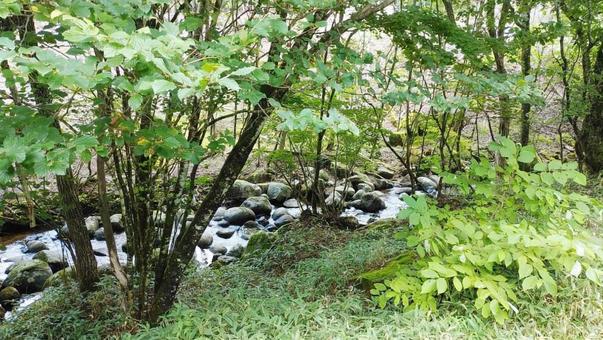 山の中の小川 山の中の小川の写真