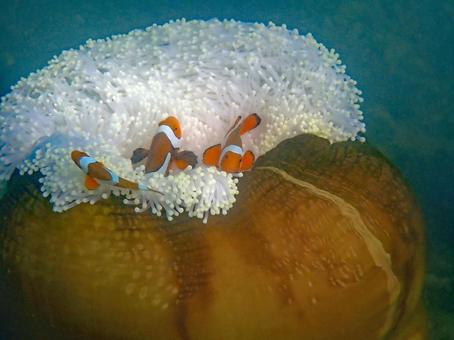 カクレクマノミとイソギンチャク 熱帯魚,シュノーケル,カクレクマノミの写真素材