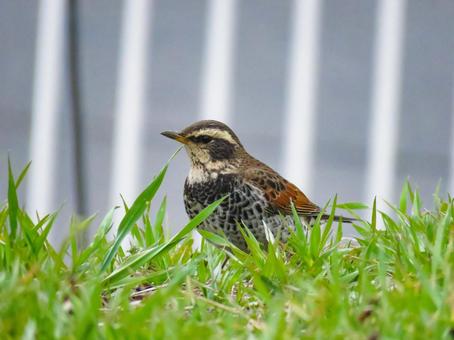 草むらに降り立ったツグミ 草むらに降り立ったツグミ ツグミ,鶫,野鳥の写真素材