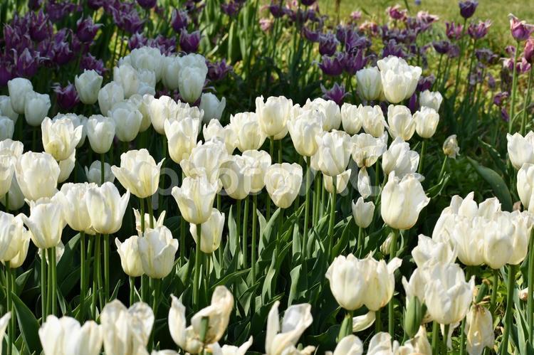チューリップ チューリップ,花,植物の写真素材
