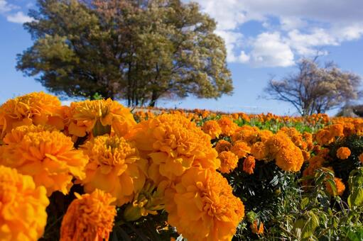 マリーゴールドの丘公園 花,秋,マリーゴールドの写真素材