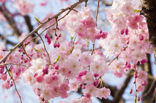 Double weeping cherry tree in full bloom 2, cherry blossoms, dead brown cherry tree, spring, JPG