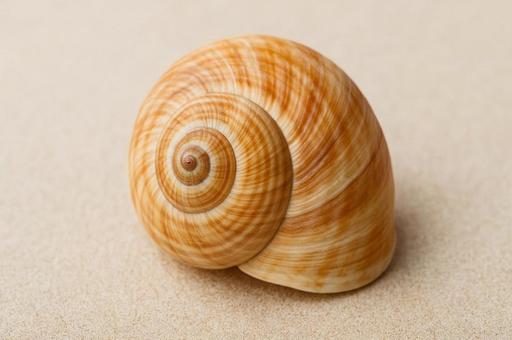 美しい模様の巻き貝・貝殻・海の生き物 美しい模様の巻き貝・貝殻・海の生き物の写真