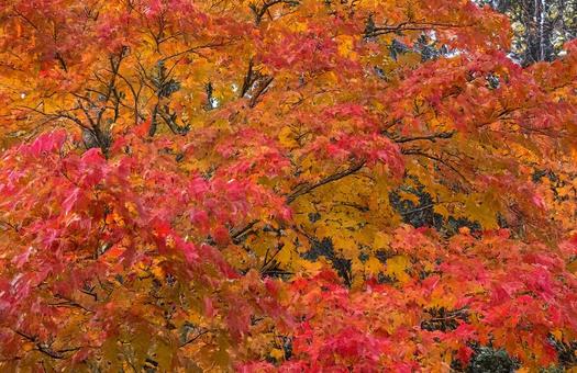 紅葉 紅葉の写真