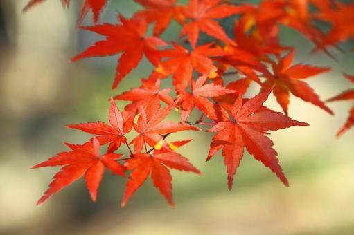 Burning autumn, JPG Burning autumn, autumn leaves, yellow leaves, red, JPG