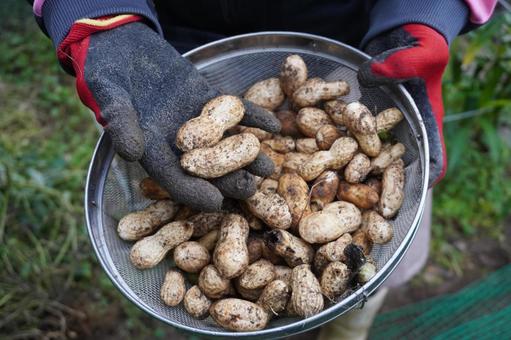 落花生の収穫・金ざるに入れ手に取る 落花生の収穫・金ざるに入れ手に取る 落花生,収穫,家庭菜園の写真素材
