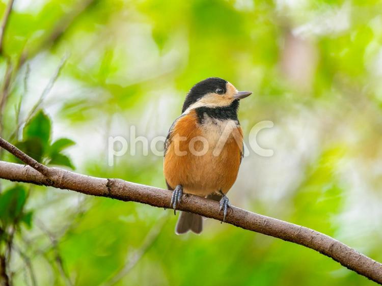 枝にとまるヤマガラ ヤマガラ,野鳥,鳥の写真素材