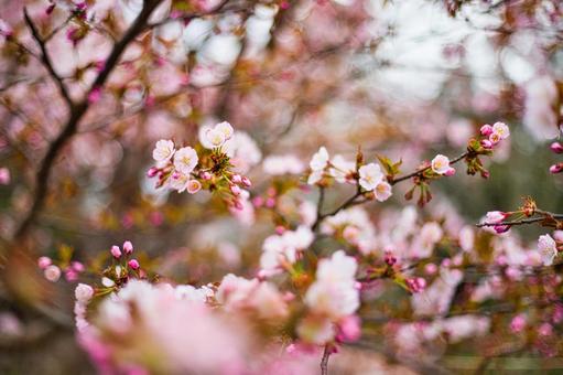 桜 桜の写真