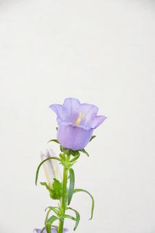紫のカンパニュラ 紫のカンパニュラの写真