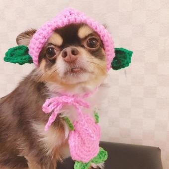 桃だワン 桃だワン 犬,チワワ,ペットの写真素材