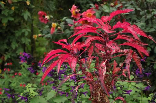 ハゲイトウ 自然,赤色,港の見える丘公園の写真素材