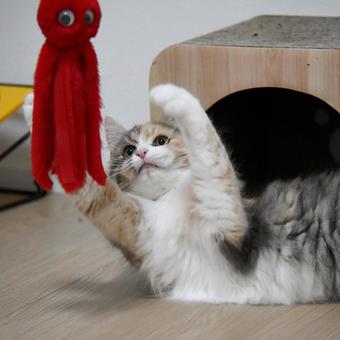 Cat 7, JPG Cat 7, JPG